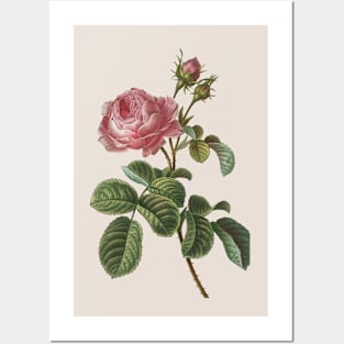 Rose Flower Vintage Botanical Illustration Posters and Art